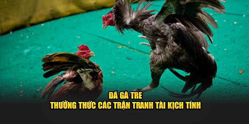 Đá Gà Tre - Thưởng Thức Các Trận Tranh Tài Kịch Tính