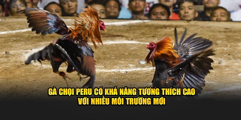 Gà chọi Peru có khả năng tương thích cao với nhiều môi trường mới