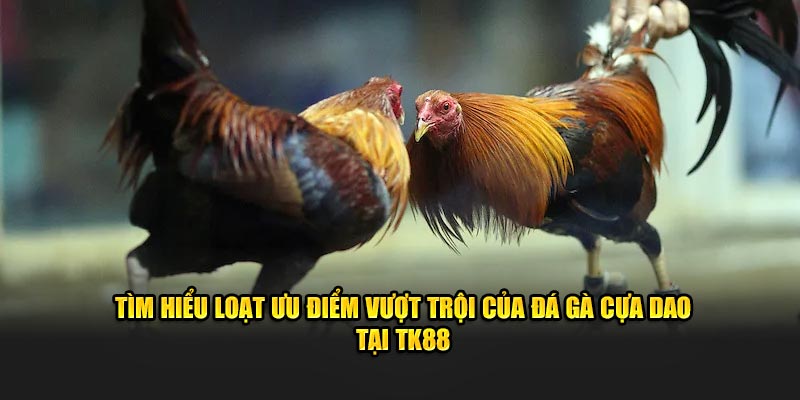 Tìm Hiểu Loạt Ưu Điểm Vượt Trội Của Đá Gà Cựa Dao Tại TK88