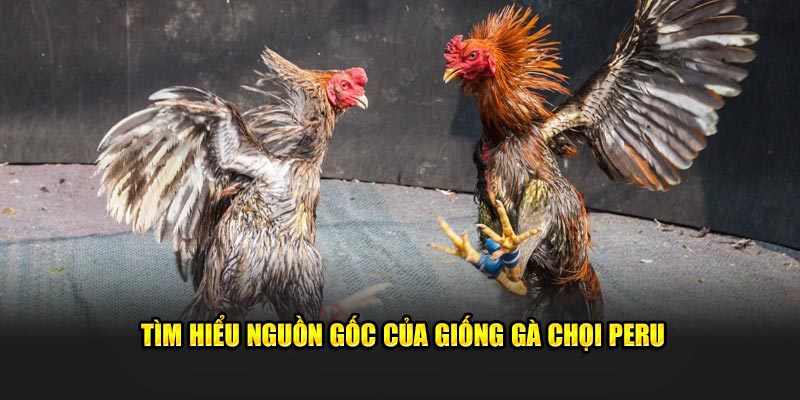 Tìm hiểu nguồn gốc của giống Gà chọi Peru